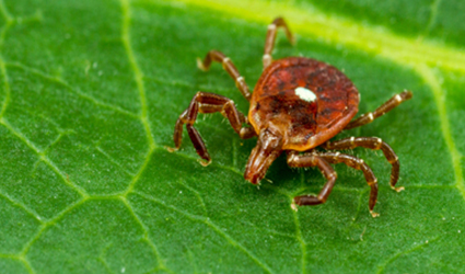 Ticks